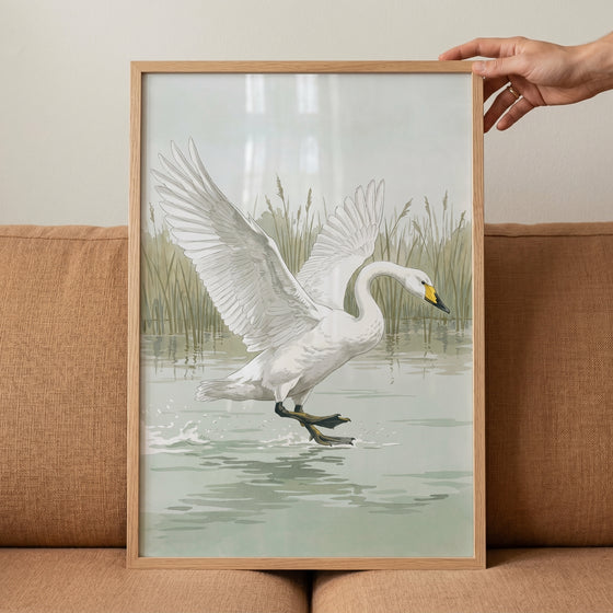 Landing whooper white swan wall art in a wooden frame shows a swan with spread wings landing on a pond with reeds.