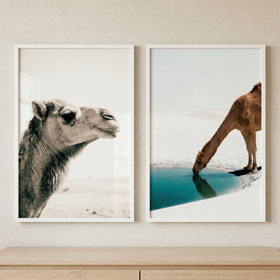 Minimalist white desert camel wall art set of 2 with a close-up profile and a camel drinking from a desert water pool.