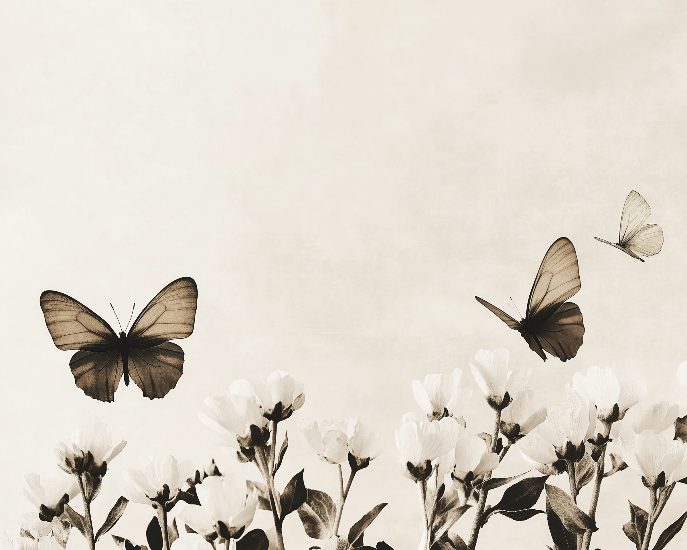 Three butterflies gracefully flutter above a gentle cluster of white flowers blooming against a pale background.
