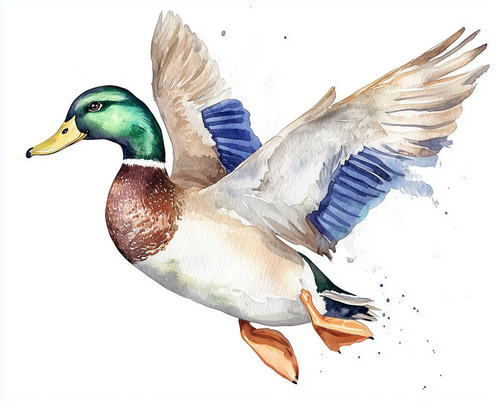 A watercolor illustration of a mallard duck mid-flight, showing vivid detail in its green head, brown chest, and outstretched wings with blue feathers. The background is clean white with light blue paint splashes adding motion.