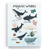 Educational Whales Wall Art