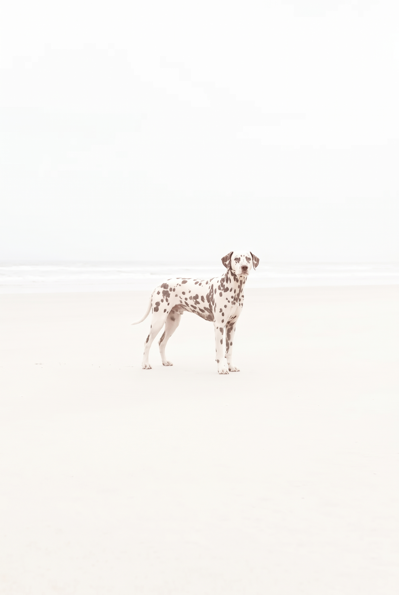 Airy Coastal Minimalist Dog Wall Art - Speckled Beach Silence