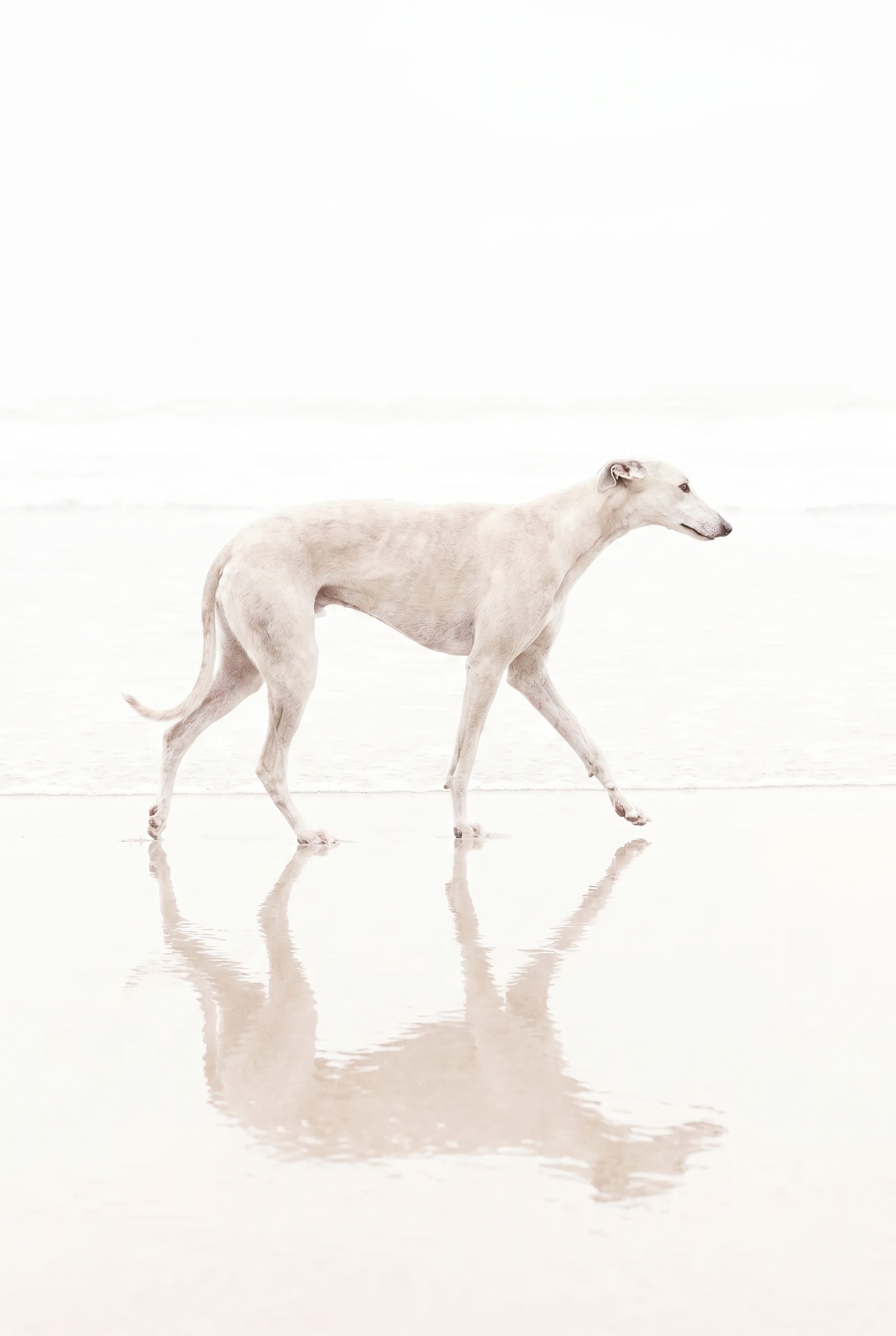 Airy Coastal Walking Dog Wall Art - Ethereal Shore Stride