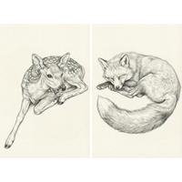 Two detailed pencil-style illustrations show woodland animals resting in peaceful poses against a soft neutral background. One shows a spotted fawn curled gently with its legs tucked beneath it, while the other shows a fox sleeping curled into itself with its tail wrapped around its body.
