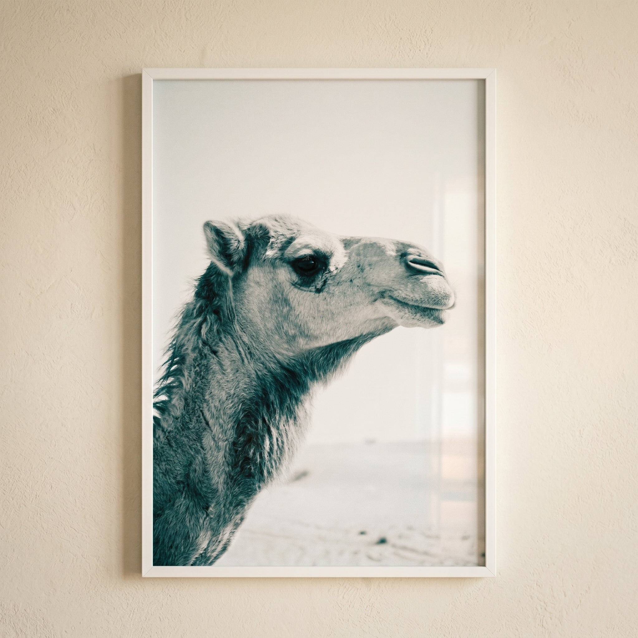 Close Up Profile Camel Wall Art - Desert Sentinel