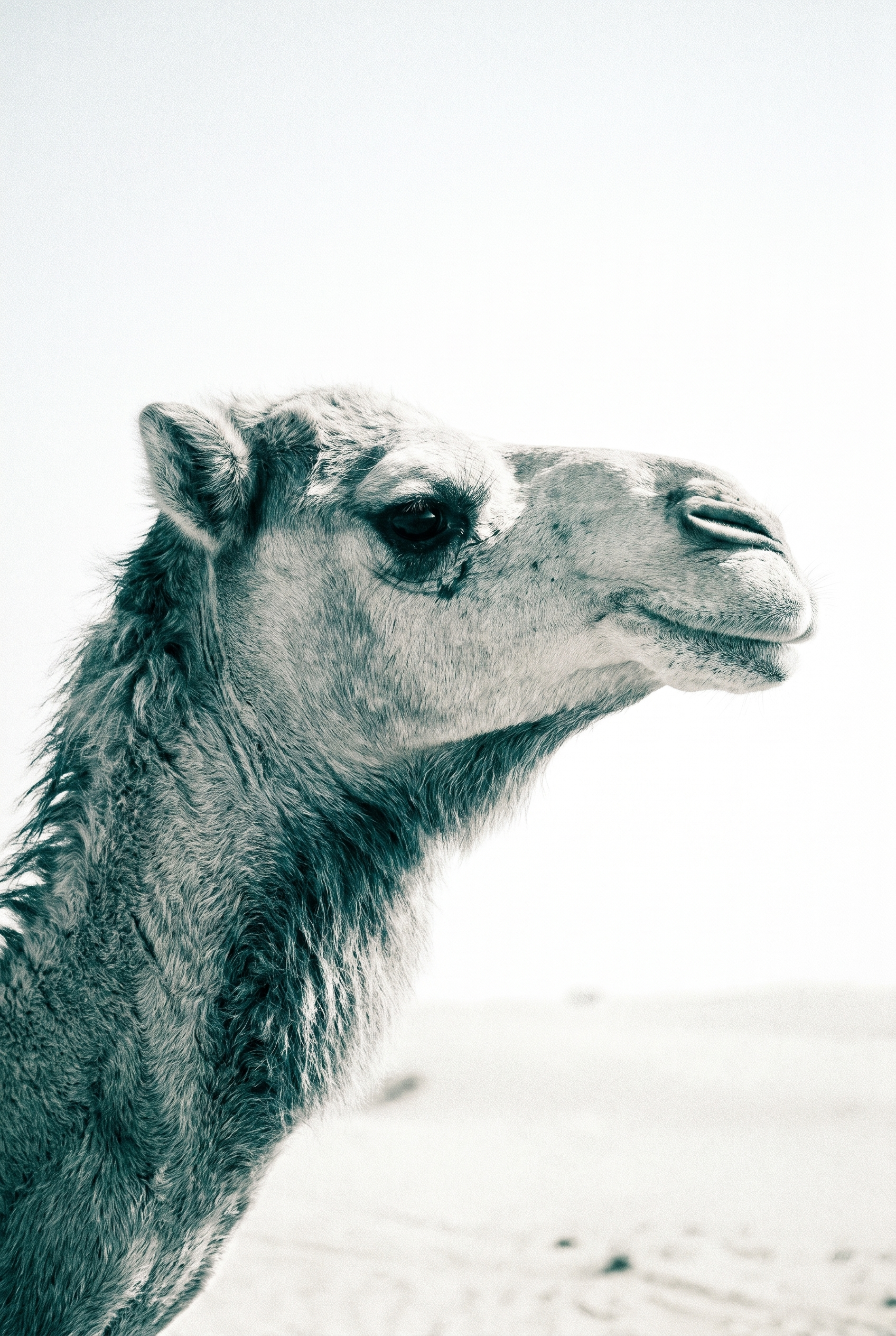 Close Up Profile Camel Wall Art - Desert Sentinel