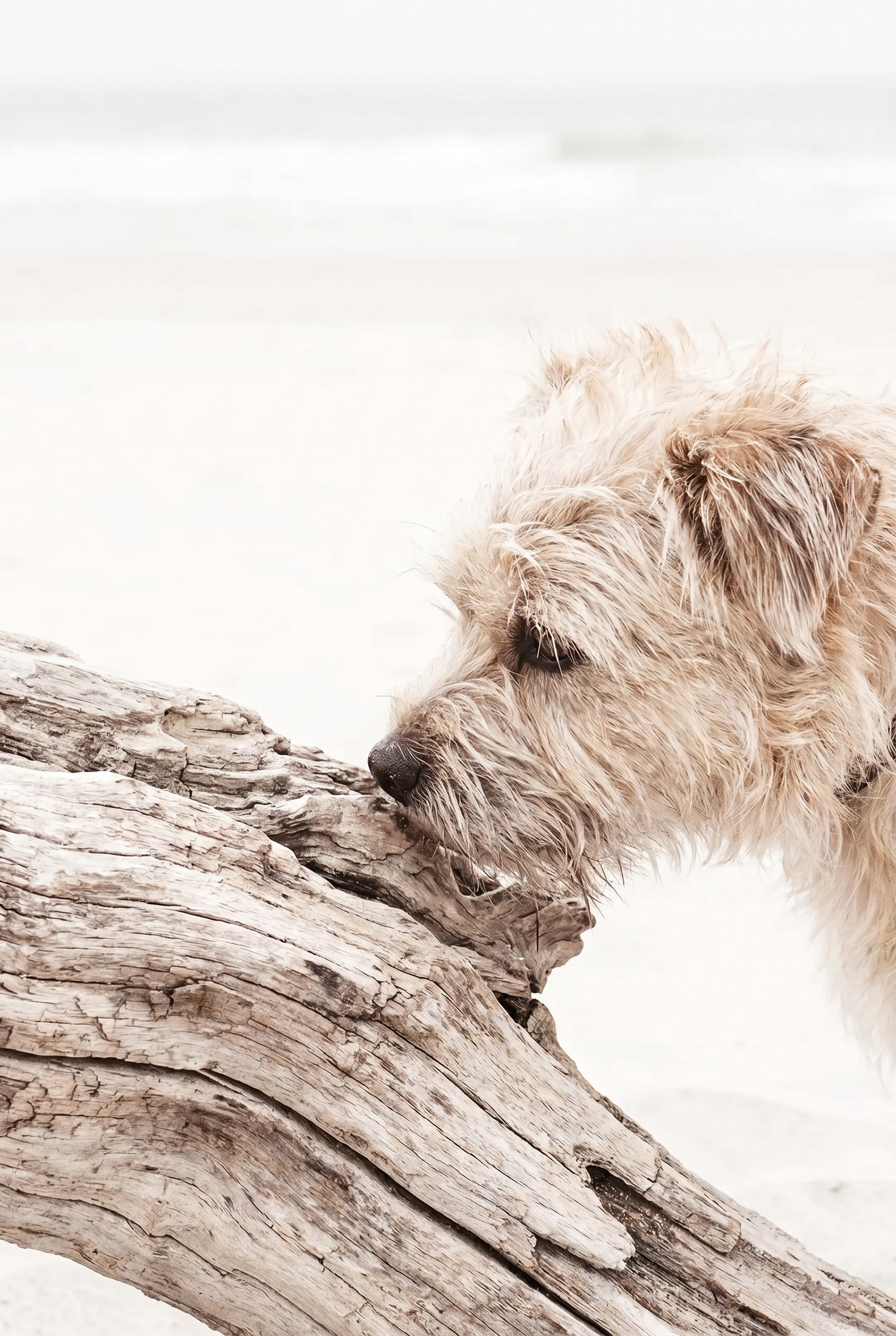 Coastal Driftwood Dog Wall Art - Driftwood Discovery