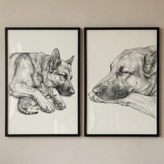 A pair of black-framed artworks hang side-by-side on a neutral-toned wall. Both pieces are detailed charcoal or pencil sketches. The sketch on the left features a large, long-haired dog sleeping peacefully while curled around and cuddling a small, sleeping kitten. The sketch on the right is a close-up of a similar large dog's head, also asleep with its chin resting on its paws. The illustrations emphasize the soft texture of the fur and a sense of calm.