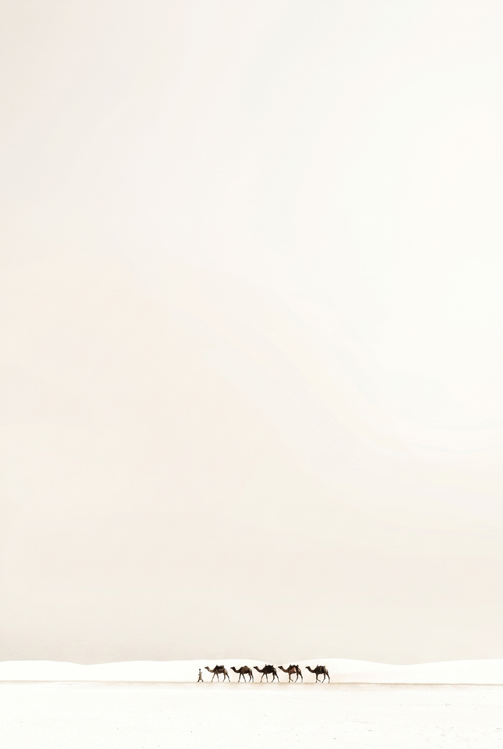 A person leading five camels across a vast white desert horizon, creamy minimalist white camel wall art.