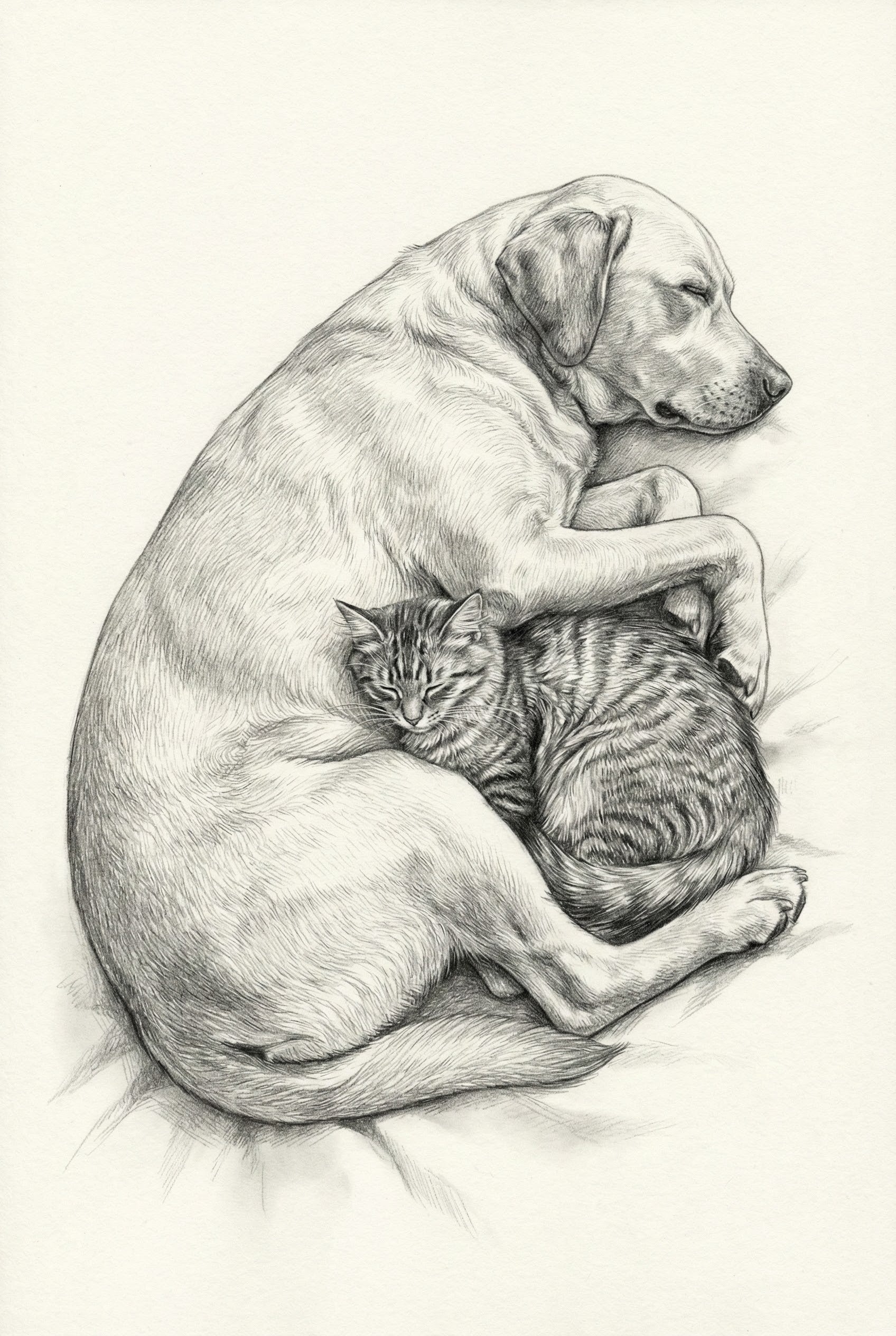 Cuddling Dog And Cat Charcoal Sketch Wall Art - Peaceful Slumber