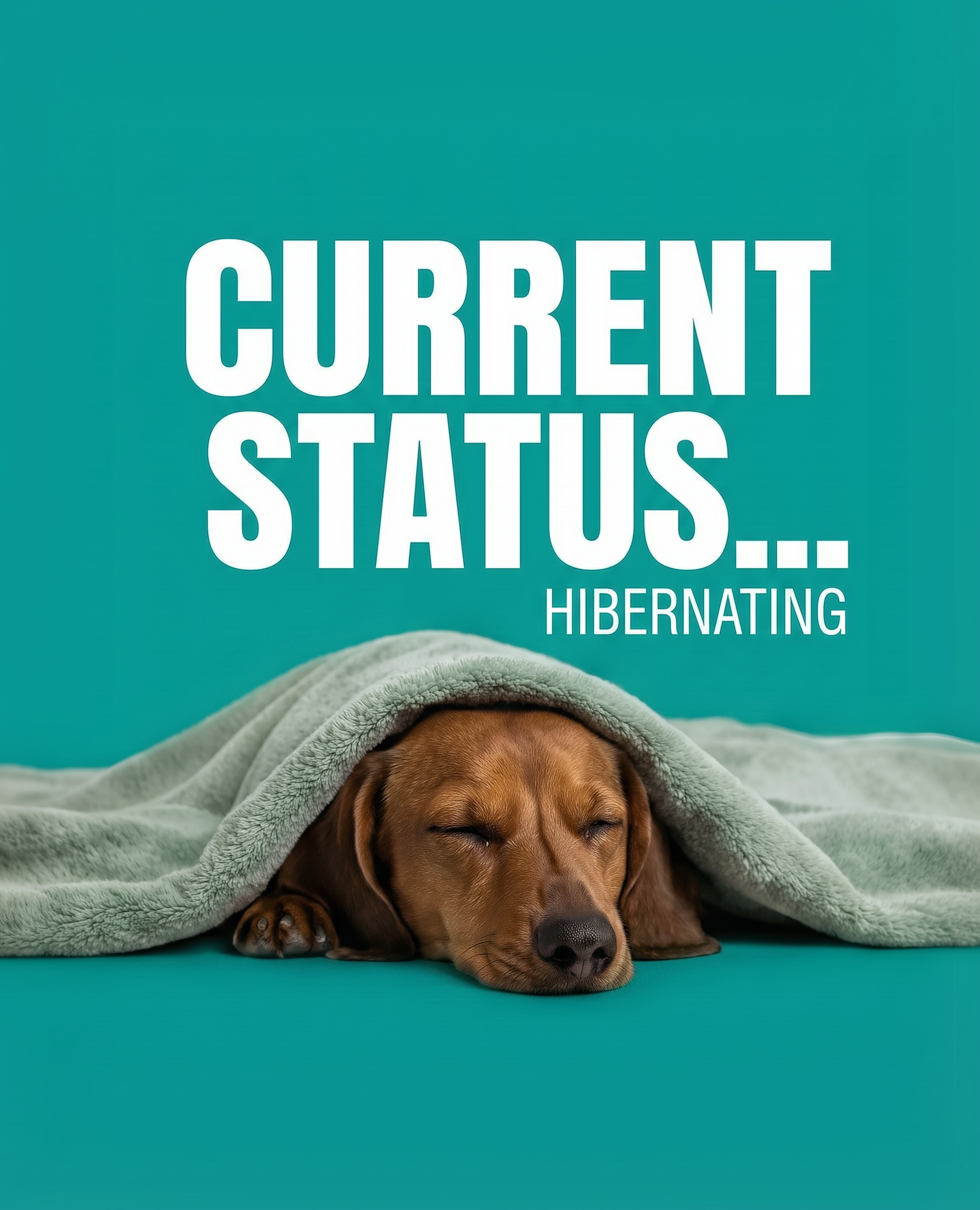  A small brown dog sleeps under a soft green blanket on a teal background, with the text “CURRENT STATUS… HIBERNATING” above.
