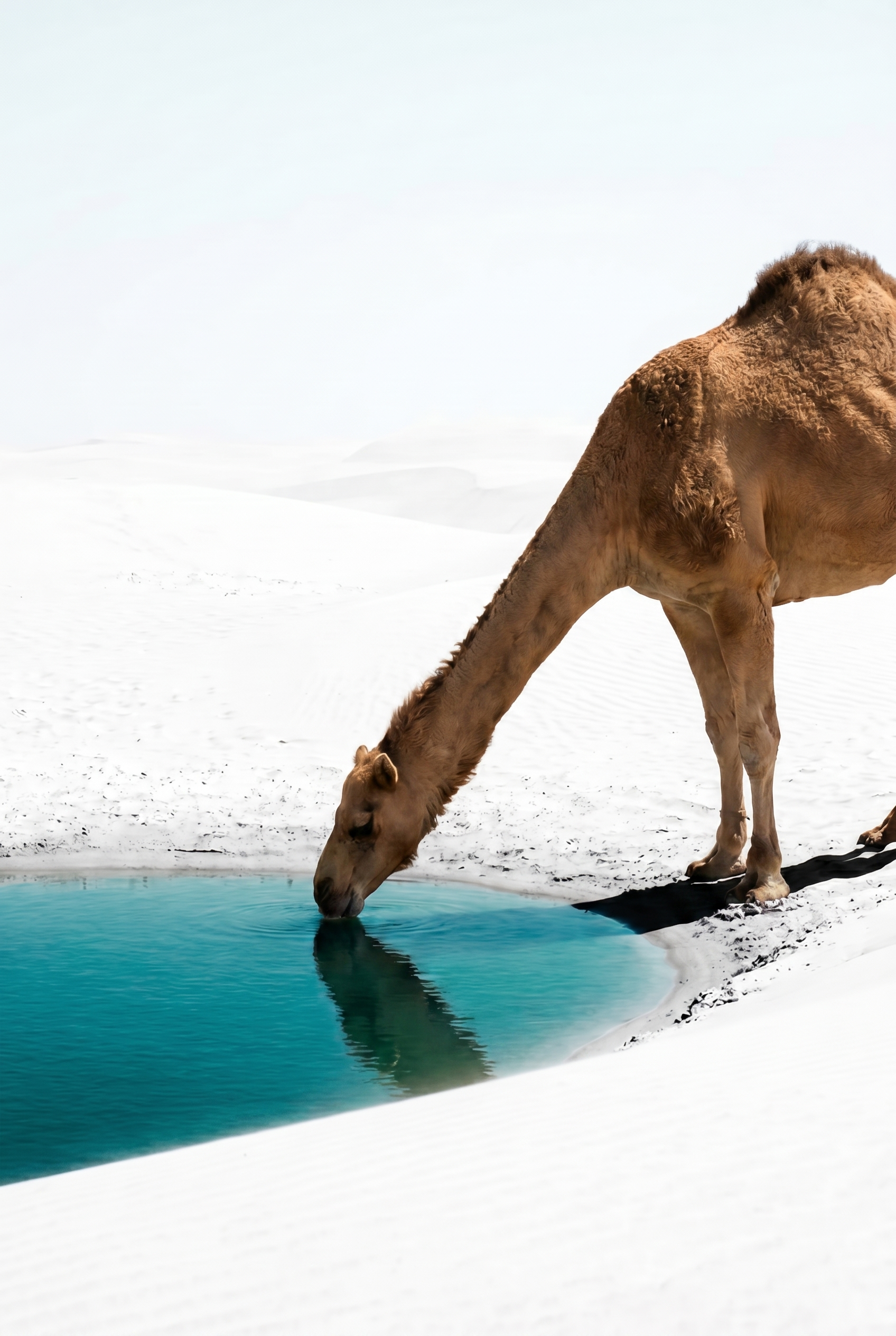 Drinking Desert Oasis Camel Wall Art - Desert Oasis Sip