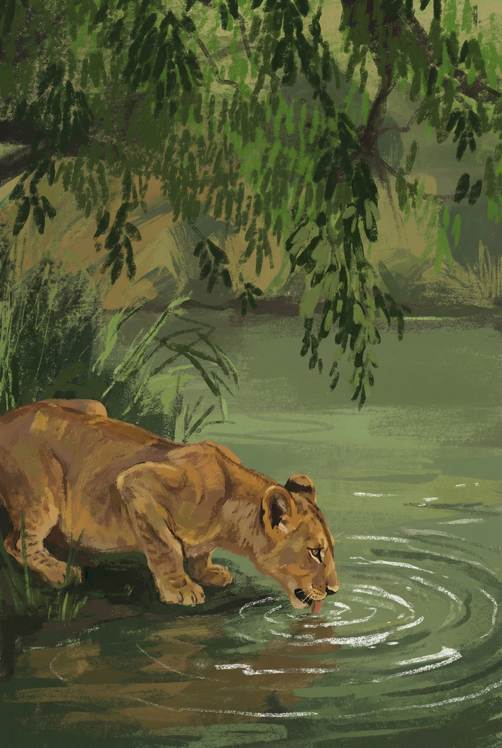 Lioness crouched at the edge of a calm river drinking water, with gentle ripples spreading across the surface beneath overhanging green foliage.
