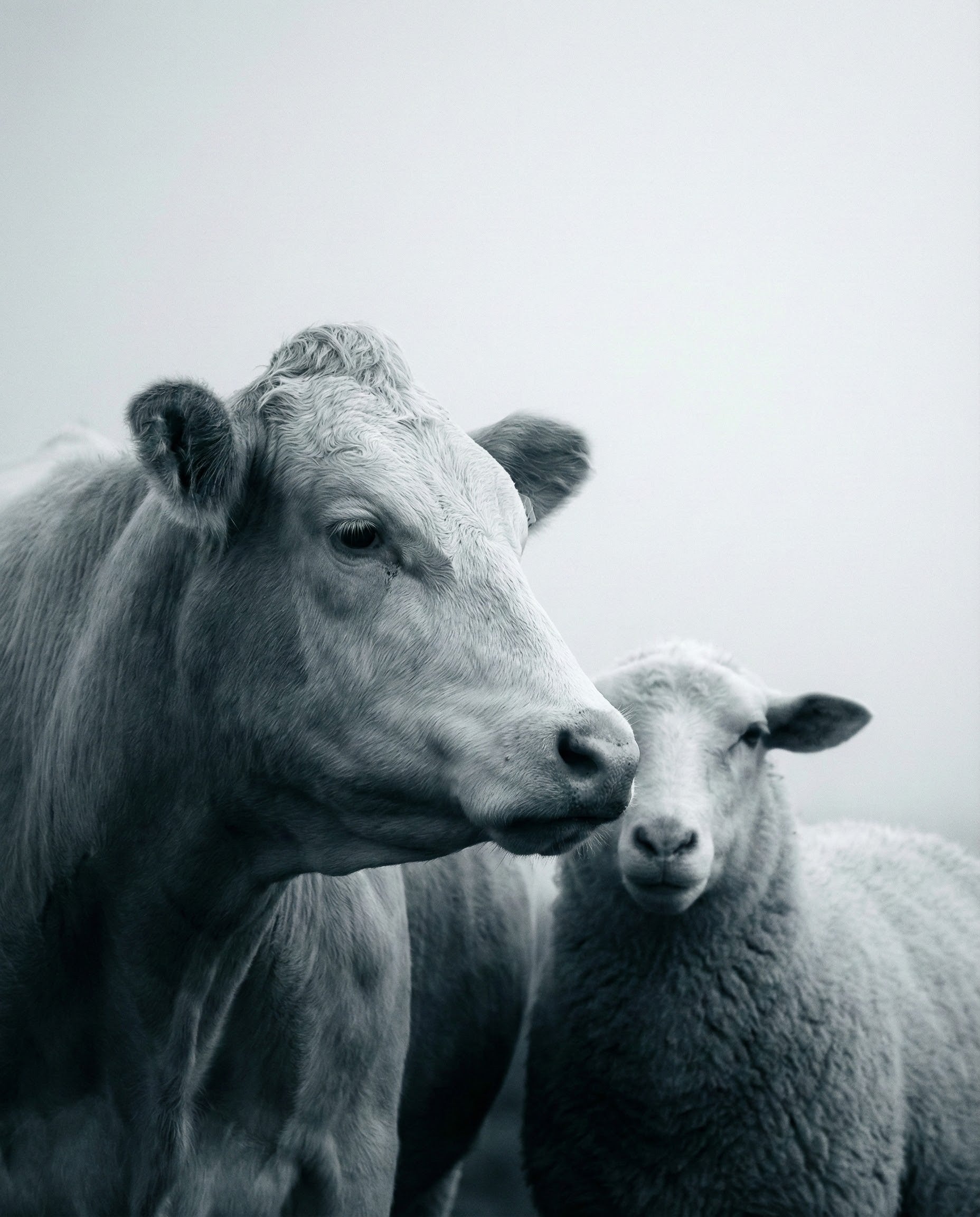 High contrast black and white photo of a cow and sheep facing the camera in a foggy setting evoking calm rural stillness and connection between livestock
