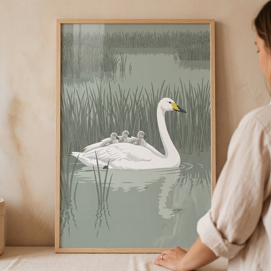 Framed hitchhiking baby cygnets swan wall art showing a swan with babies on its back swimming in a marshy pond.