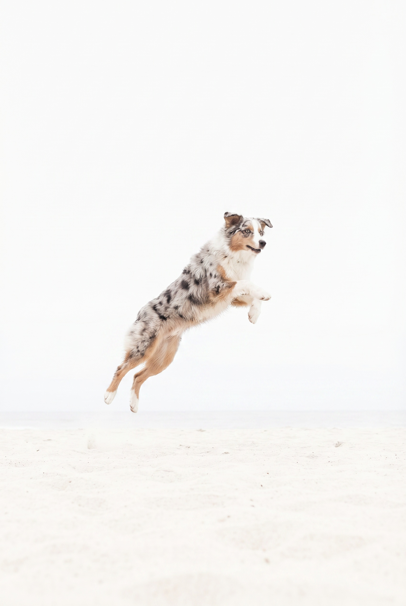Jumping Dog Wall Art - Spotted Sky Leap