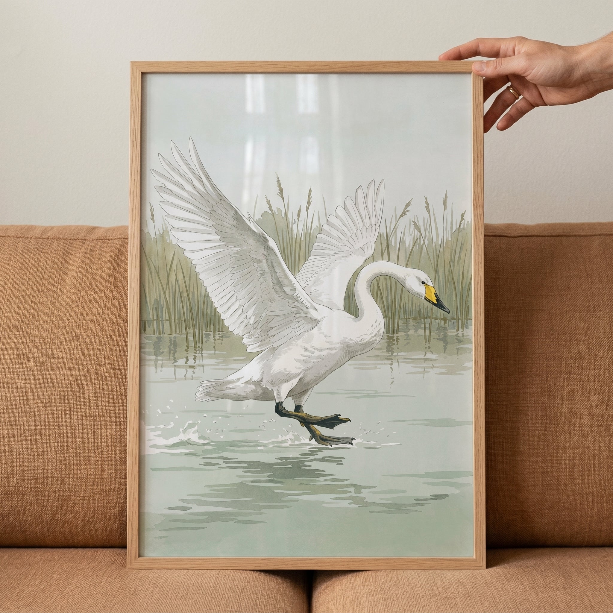 Landing Whooper White Swan Wall Art - Graceful Water Landing