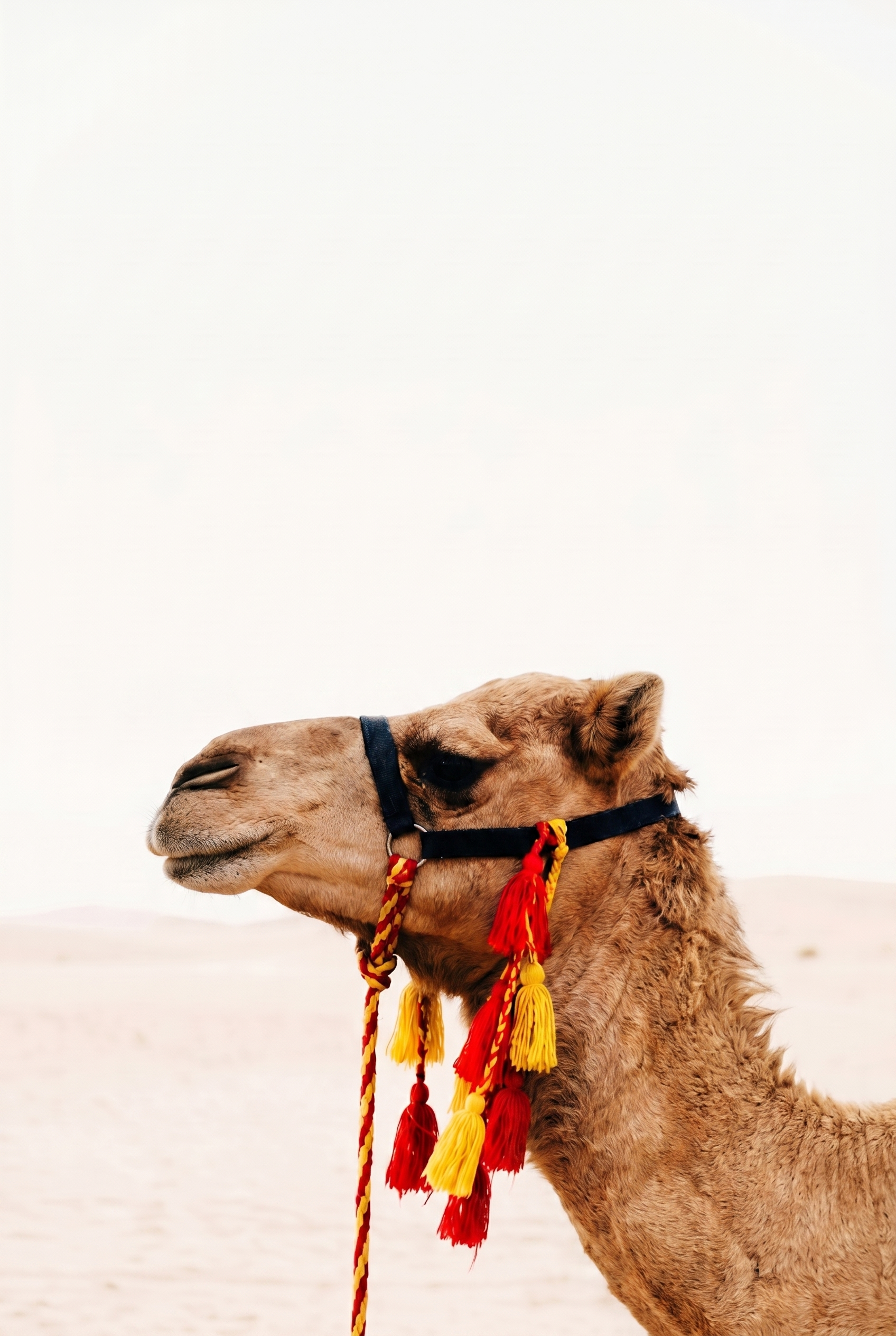 Minimalist Desert Landscape Camel Artwork - Desert Wanderer