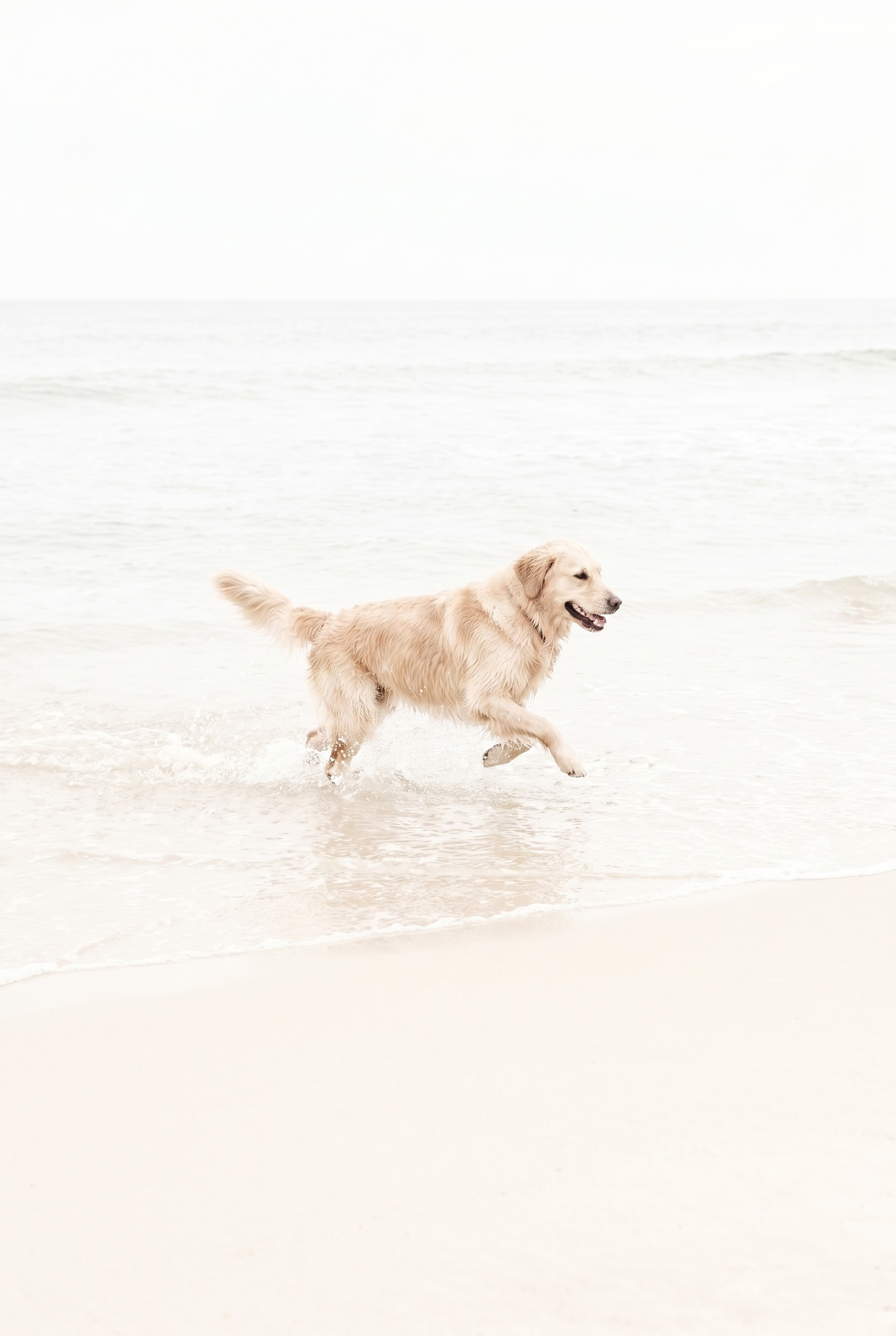 Running Beach Golden Retriever Wall Art - Golden Beach Sprint