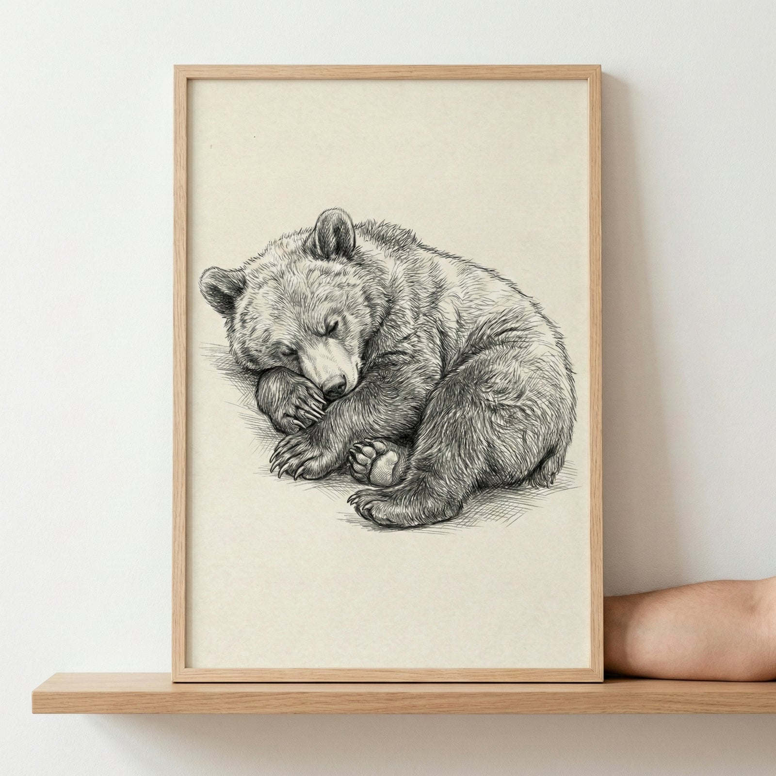 A detailed pencil sketch of a sleeping bear cub, curled up in a ball with its paws tucked in. The drawing is shown in a light-colored wooden frame, resting on a wooden shelf against a plain, light-toned wall.