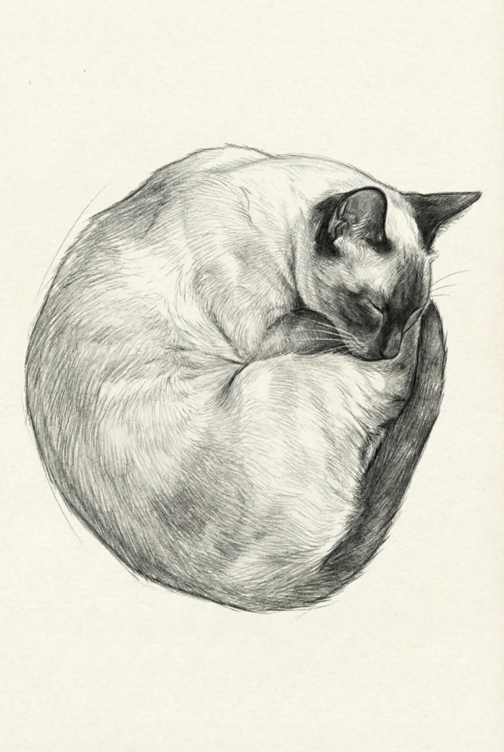 Realistic pencil drawing of a Siamese cat curled into a tight ball, sleeping with its head tucked against its body and tail wrapped around.