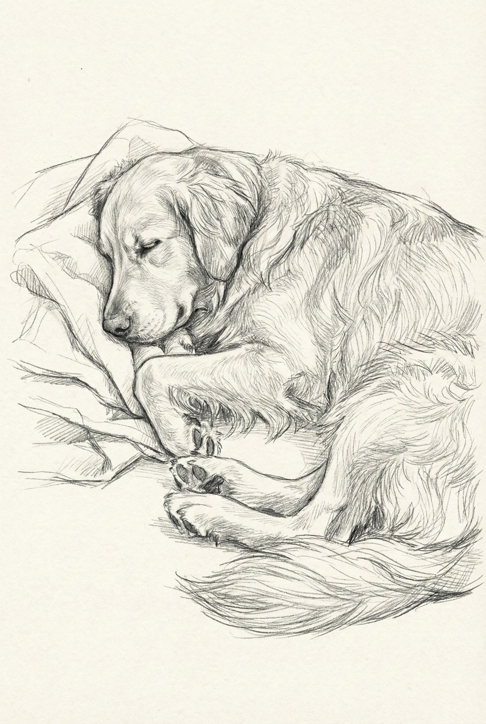 Sketch of a fluffy dog, possibly a retriever, lying on a soft surface with eyes closed and paws tucked in as it sleeps.