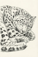 Realistic pencil drawing of a leopard curled up and sleeping, its eyes closed and large paws relaxed beneath its spotted head.