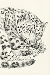 Realistic pencil drawing of a leopard curled up and sleeping, its eyes closed and large paws relaxed beneath its spotted head.