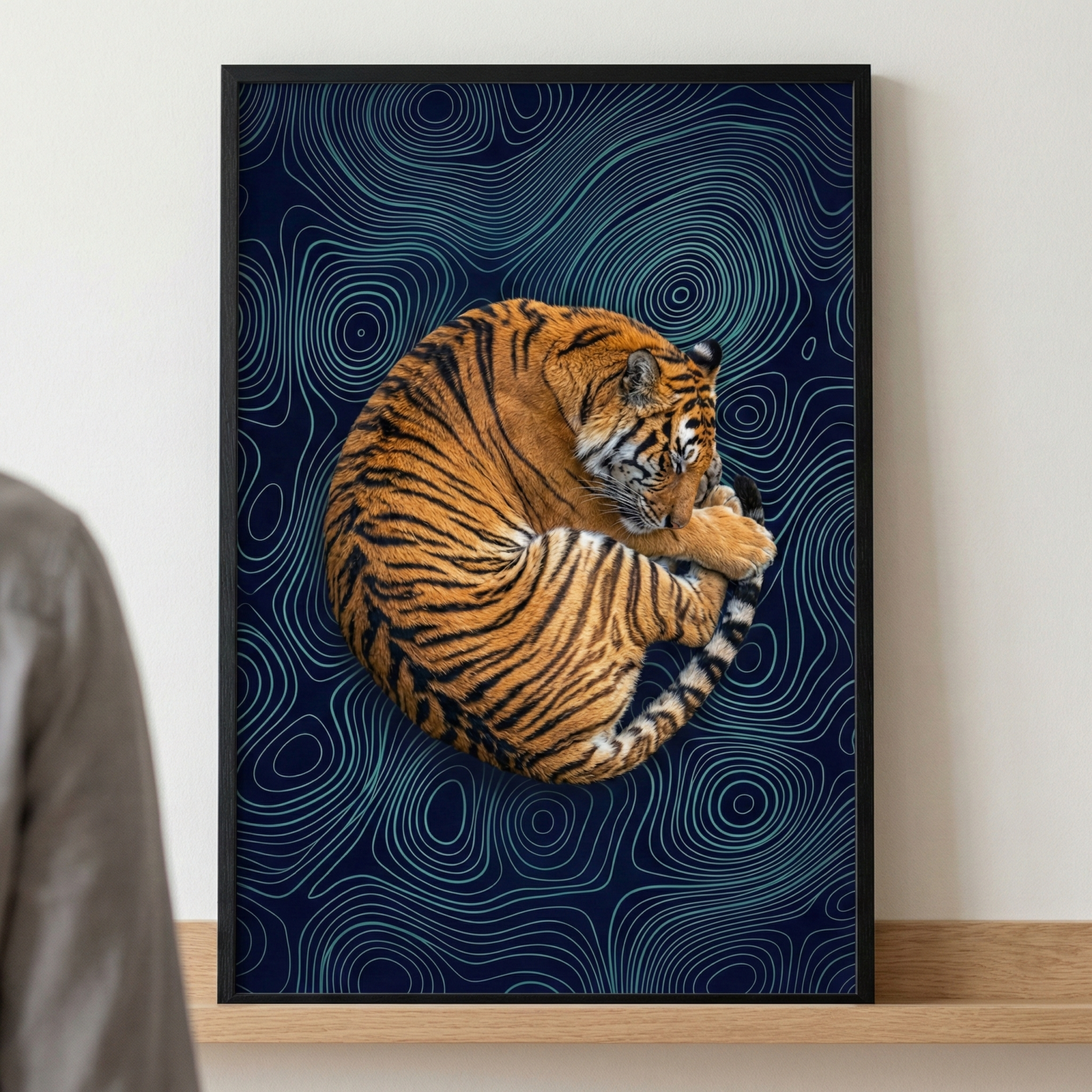 A framed piece of art rests on a light wooden shelf against a neutral wall. The central subject is a detailed tiger curled into a circular pose, with its head tucked near its tail. Its vibrant orange fur and black stripes contrast sharply with a dark navy background. The background is adorned with thin, light-blue concentric lines that create a flowing, topographical-like pattern. The piece is encased in a slim black frame. Part of a person's grey-clad shoulder is visible on the left side.