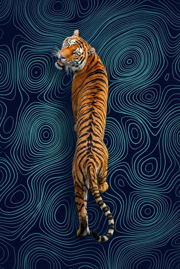 A tiger walks away with its head turned back toward the viewer, mouth slightly open as if mid-snarl. The background features swirling teal contour lines on dark blue, creating a surreal, abstract landscape.
