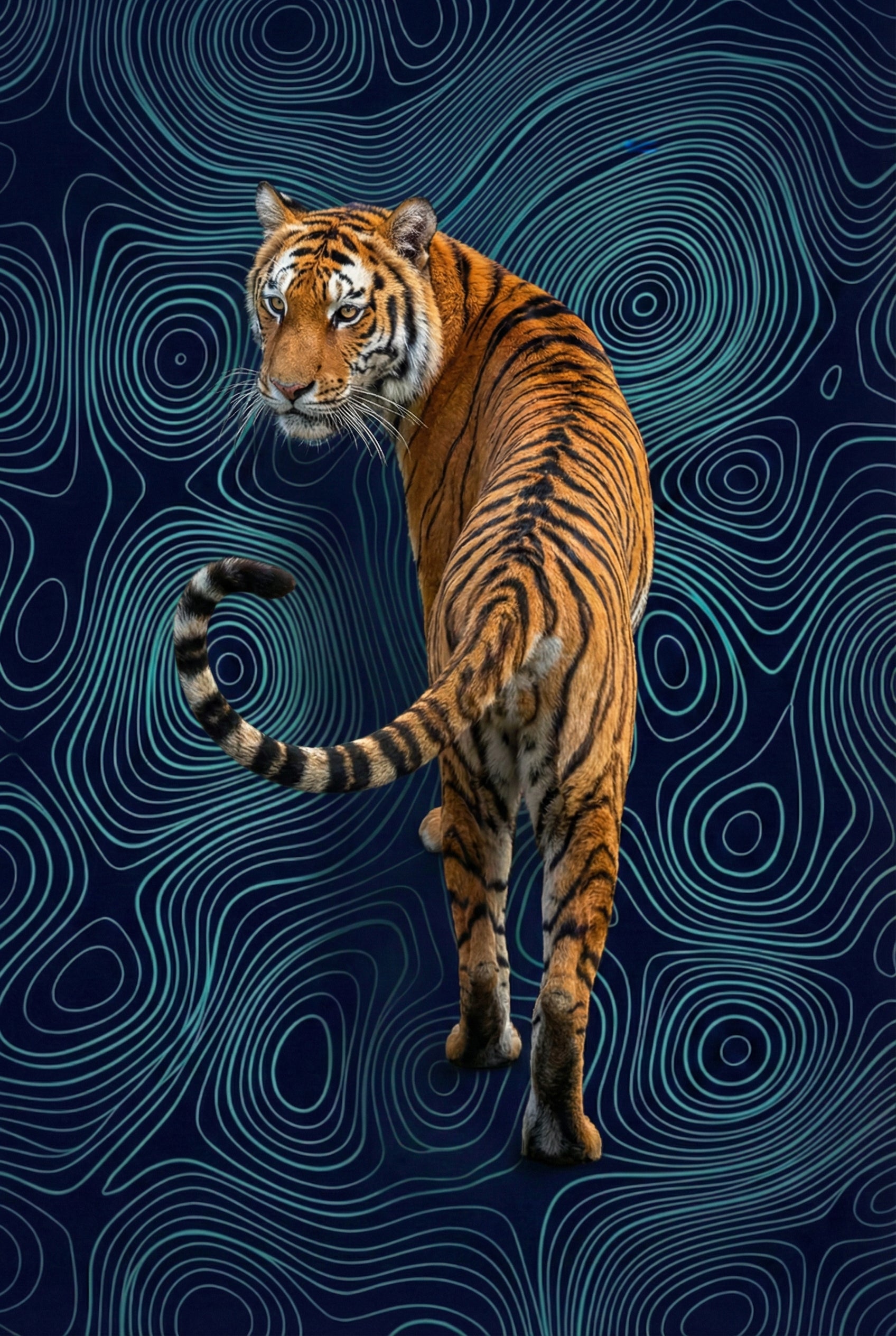 Tiger Majestic Art Print - Azure Topo Tiger