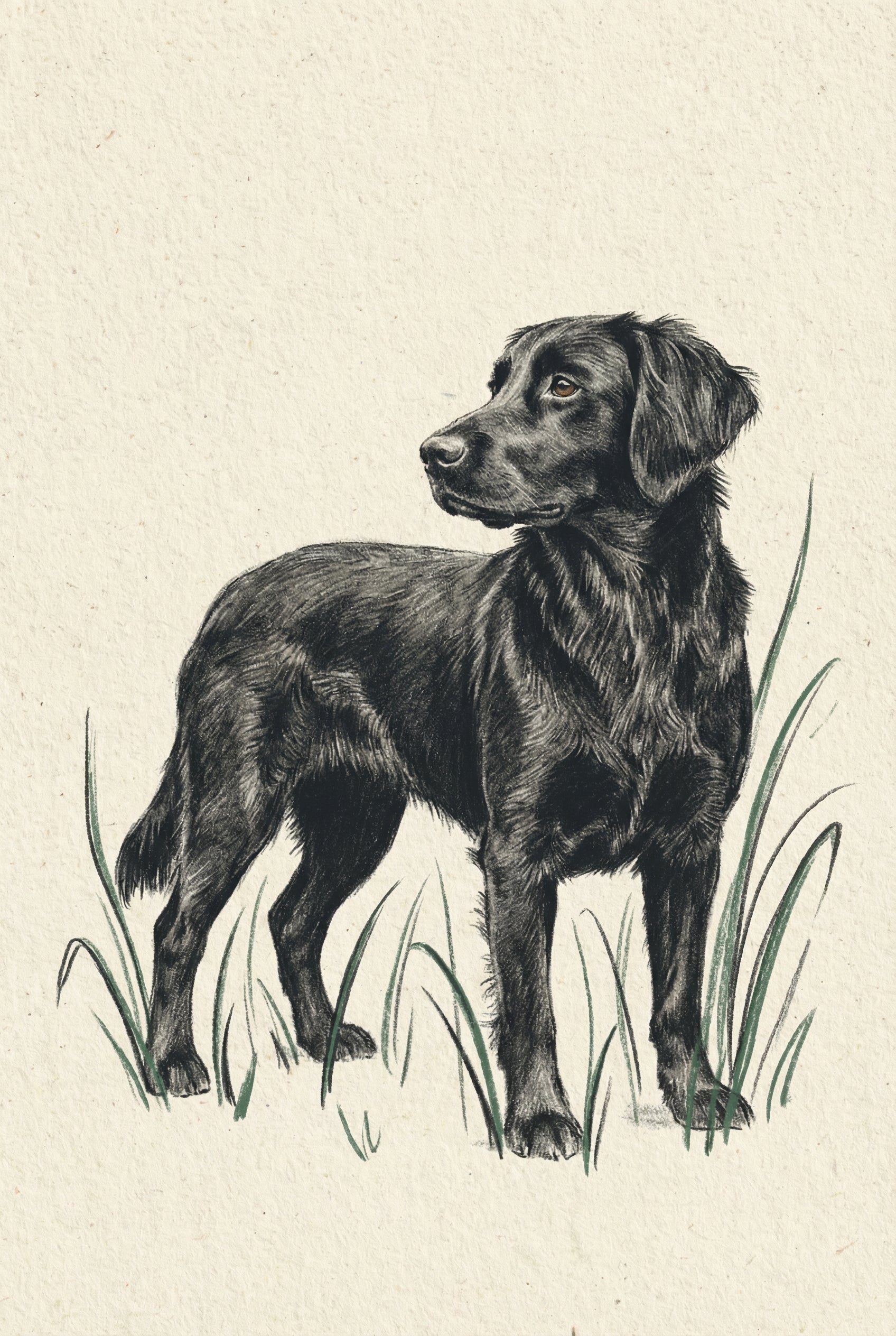 Vintage Ink Black Retriever Wall Art - Shadow In Grass