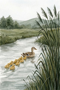 Mother duck swimming along a calm stream followed by a line of ducklings, surrounded by tall grasses and a soft green countryside landscape.
