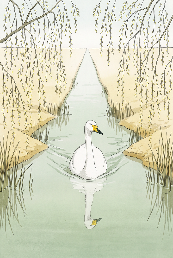 A white swan swims in a stream under hanging willow branches in this weeping willow white swan wall art.