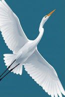 A minimalist graphic illustration of a white egret in flight against a solid teal background. The bird is captured in a diagonal upward motion with its large wings fully extended, revealing stylized feather layers and soft gray shading. Its long neck is stretched toward the upper right, terminating in a sharp orange beak. The bird's thin black legs trail behind. The clean lines and limited color palette create a modern, elegant composition.