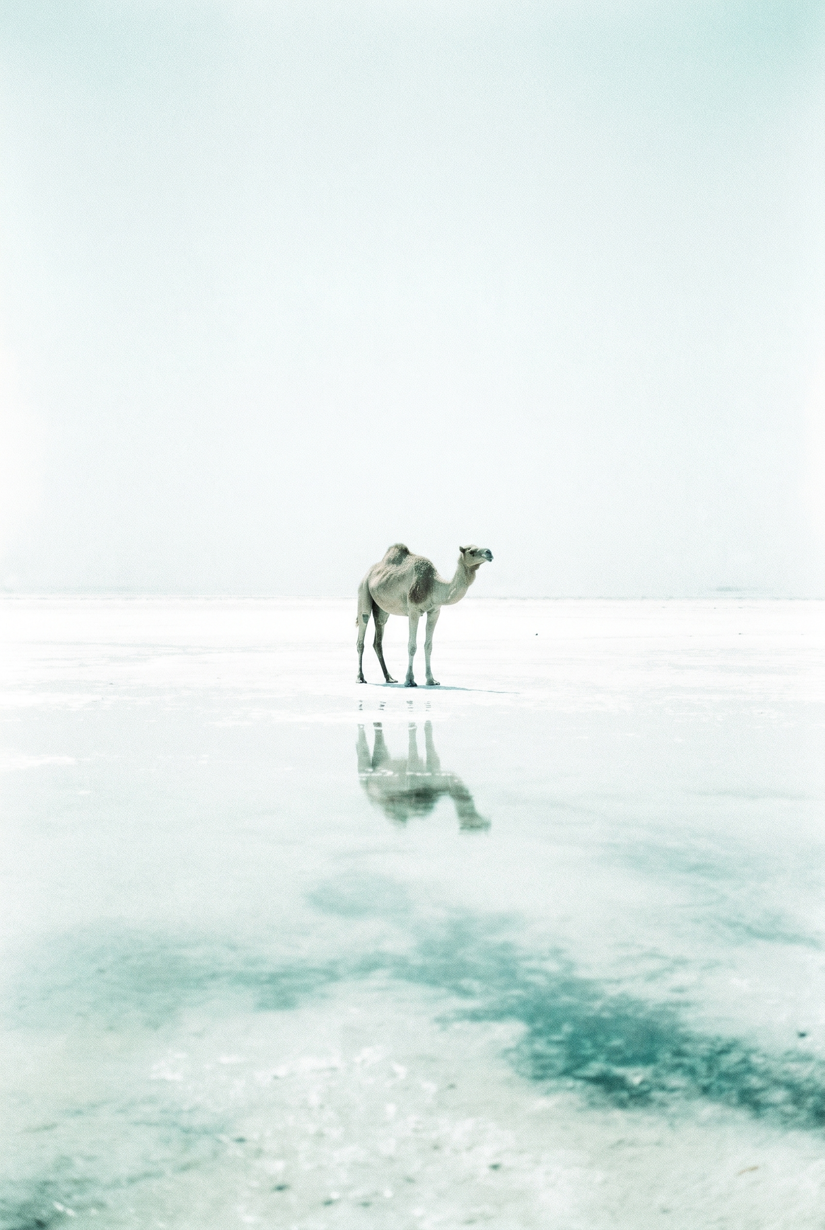 White Salt Flat Camel Wall Art - Silent Salt Reflection