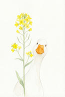 Soft watercolor illustration of a white duck peeking from behind a tall stem of small yellow flowers against a clean white background. The simple composition and gentle colors create a calm and delicate farmhouse style scene.

